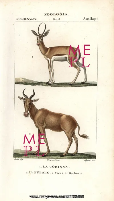 : Corine antelope, Antelope corinna, and extinct : Corine antelope, Antelope corinna, and extinct