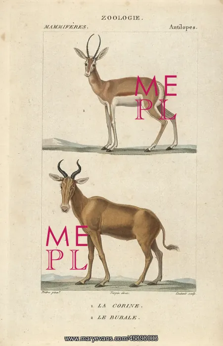 : Corine antelope, Antelope corinna, and extinct : Corine antelope, Antelope corinna, and extinct