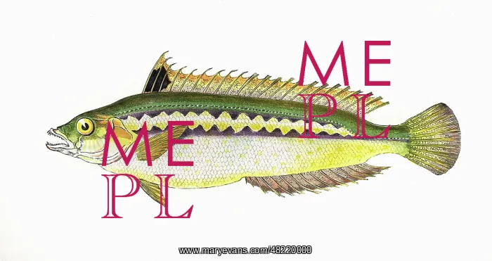: Coris julis, or Mediterranean Rainbow Wrasse : Coris julis, or Mediterranean Rainbow Wrasse