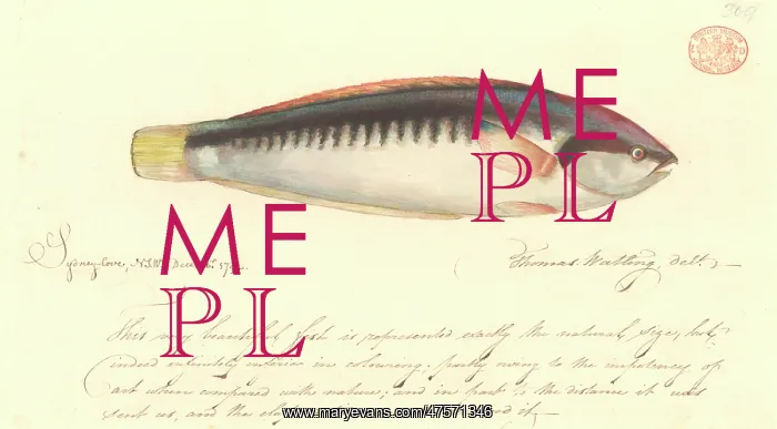 : Coris picta, comb wrasse : Coris picta, comb wrasse