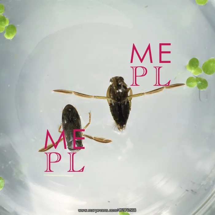  : Corixa sp. water boatman