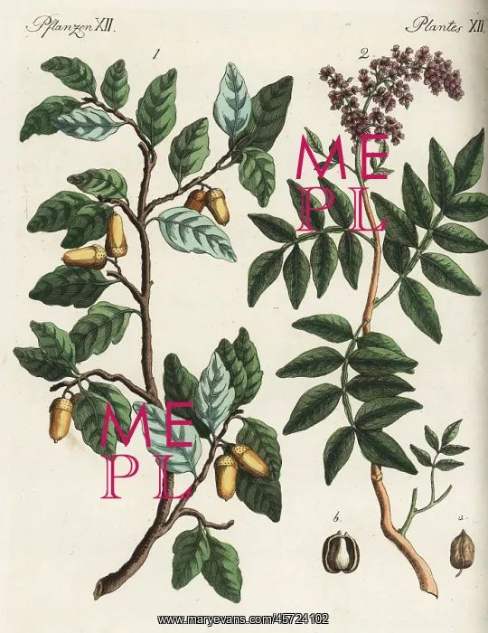 : Cork oak tree and terebinth tree : Cork oak tree and terebinth tree