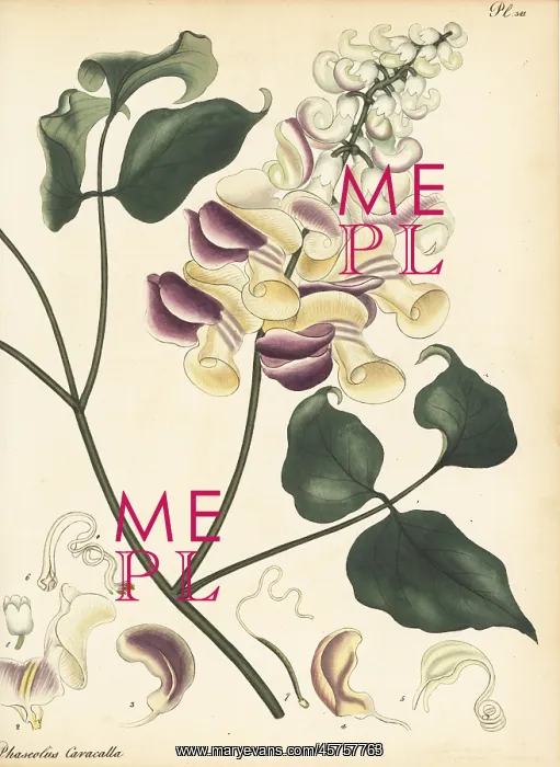 : Corkscrew vine, Cochliasanthus caracalla : Corkscrew vine, Cochliasanthus caracalla