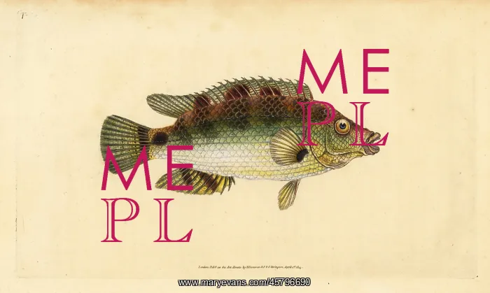 : Corkwing wrasse, Symphodus melops : Corkwing wrasse, Symphodus melops