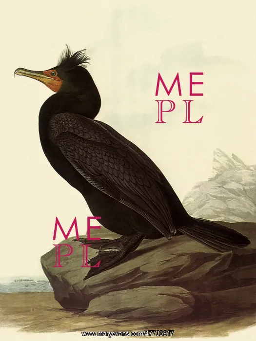  : Cormorant