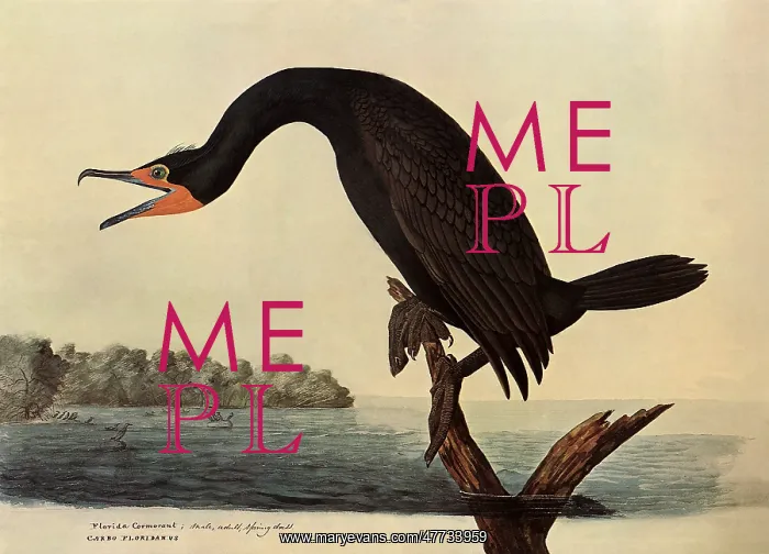 : Cormorant : Cormorant