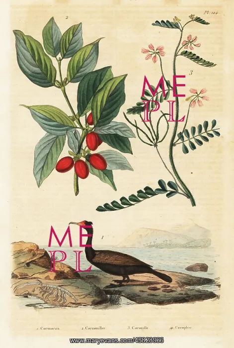 : Cormorant, Cornelian cherry and scorpion vetch : Cormorant, Cornelian cherry and scorpion vetch