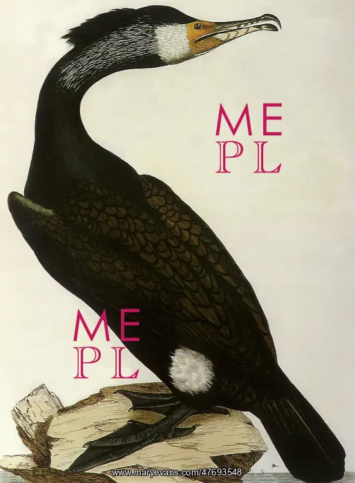 : Cormorant, Phalacrocorax carbo : Cormorant, Phalacrocorax carbo