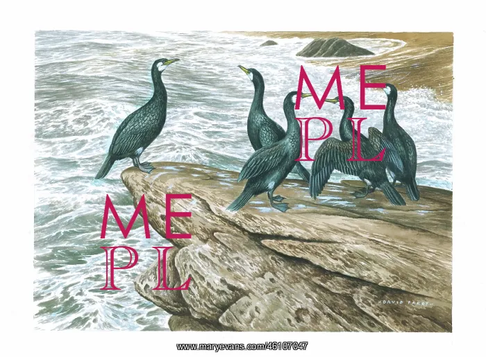  : Cormorants