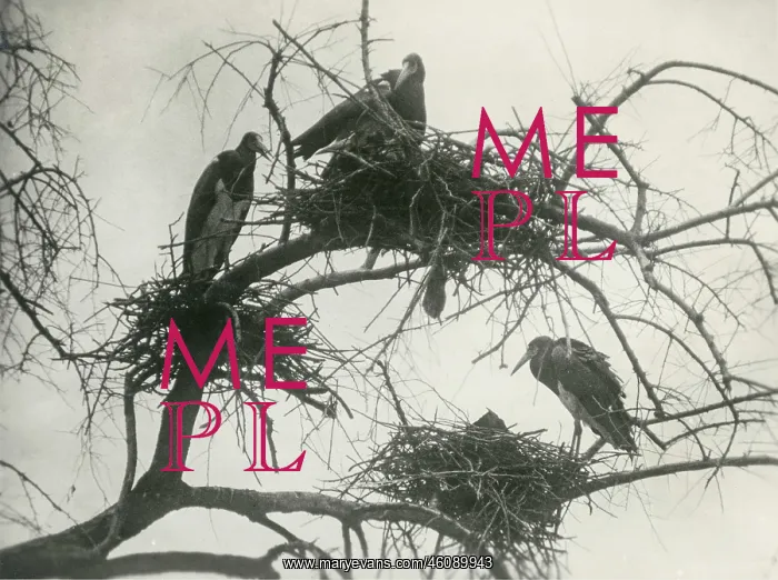 : Cormorants in their nests. Sudan. May 1925 : Cormorants in their nests. Sudan. May 1925