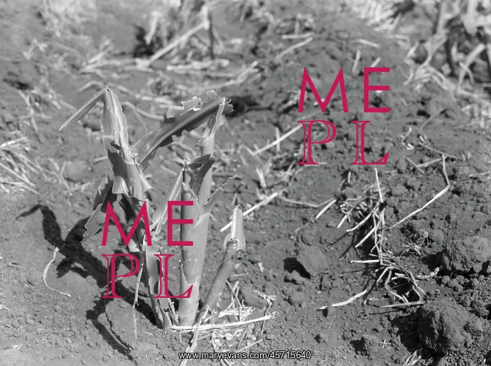 : Corn - agriculture - grasshopper plague - natural disaster