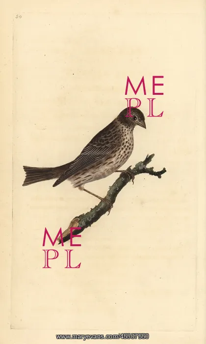 : Corn bunting, Miliaria calandra : Corn bunting, Miliaria calandra