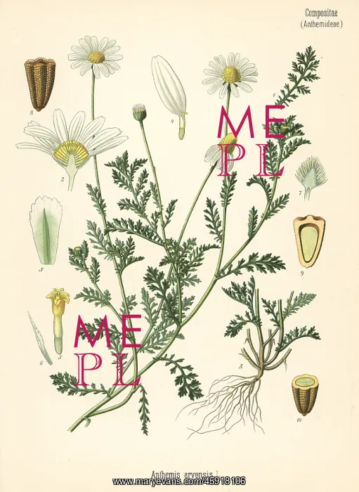 : Corn chamomile or mayweed, Anthemis arvensis : Corn chamomile or mayweed, Anthemis arvensis