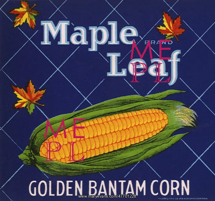 : Corn on the Cob