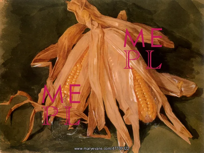  : Corn Cobs with Husks