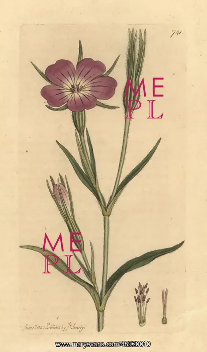 : Corn cockle, Agrostemma githago : Corn cockle, Agrostemma githago