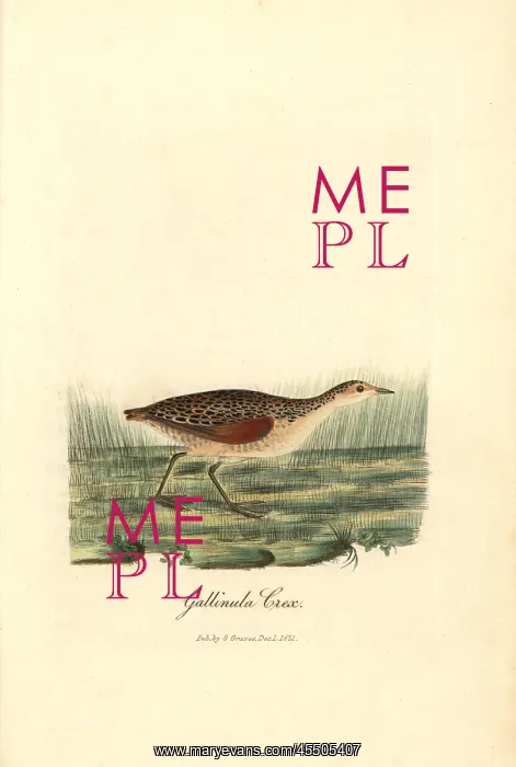 : Corn crake, Crex crex : Corn crake, Crex crex
