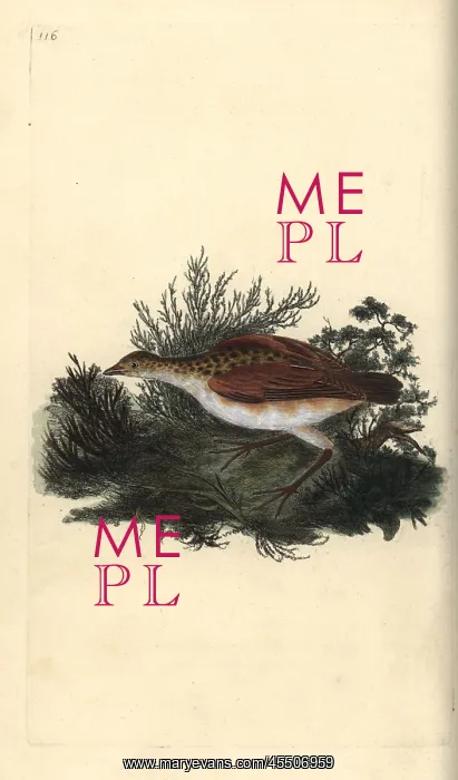 : Corn crake, Crex crex Near threatened : Corn crake, Crex crex Near threatened
