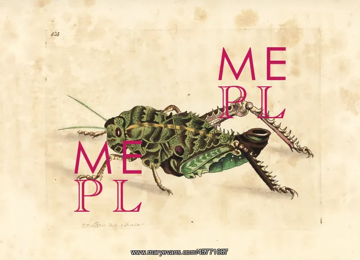 : Corn cricket, Hetrodes pupus : Corn cricket, Hetrodes pupus