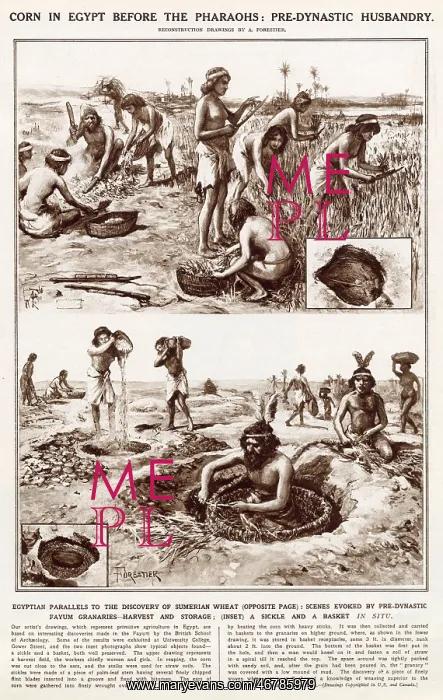 : Corn in Egypt before the Pharaohs : Corn in Egypt before the Pharaohs