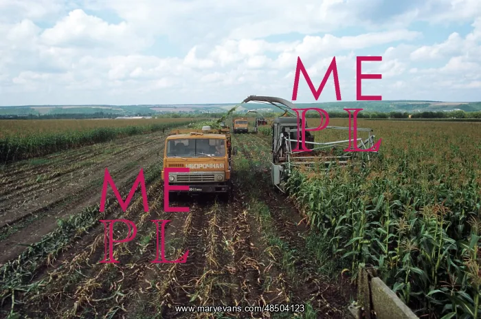 : Corn harvesting in Belgorod Region, 1984 : Corn harvesting in Belgorod Region, 1984