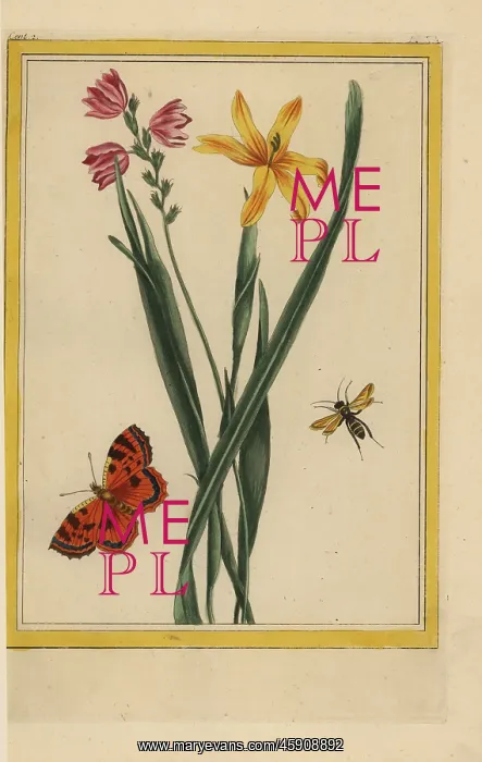 : Corn lily, Ixia species : Corn lily, Ixia species