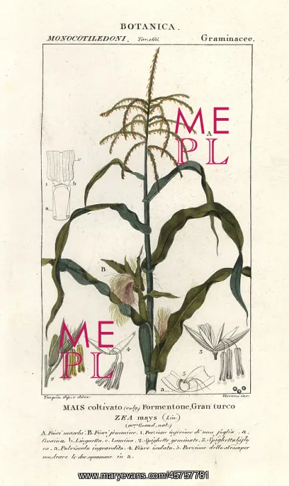 : Corn or maize, Zea mays : Corn or maize, Zea mays
