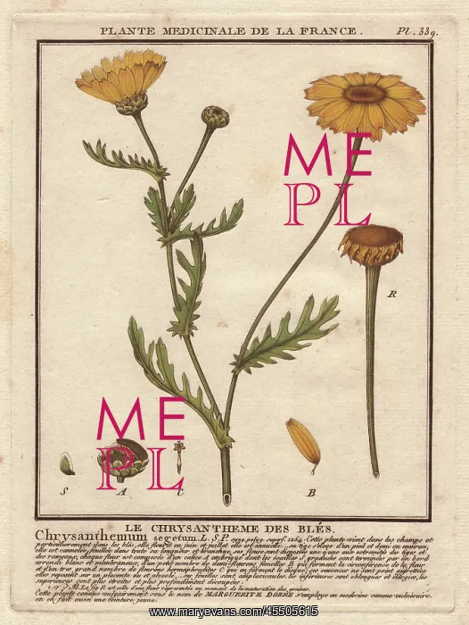 : Corn marigold or corn daisy, Chrysanthemum segetum : Corn marigold or corn daisy, Chrysanthemum segetum