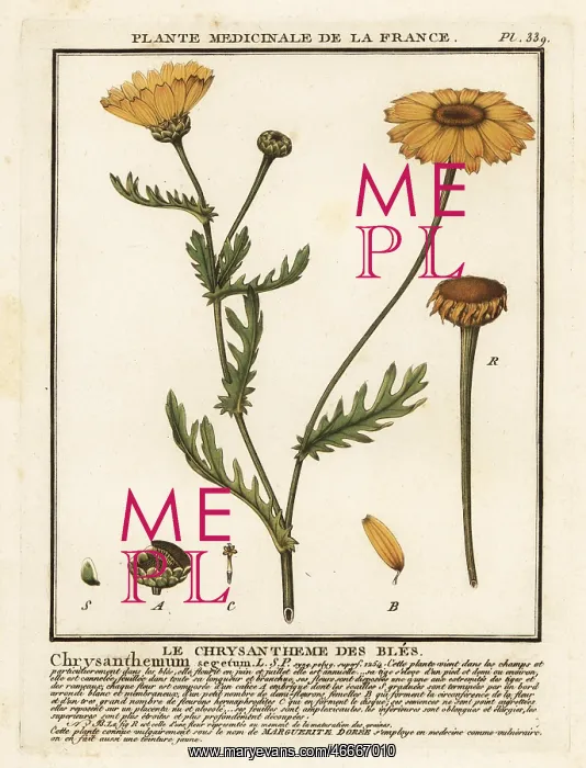 : Corn marigold, Glebionis segetum : Corn marigold, Glebionis segetum