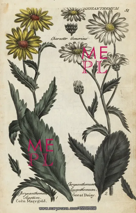 : Corn marigold and oxeye daisy : Corn marigold and oxeye daisy