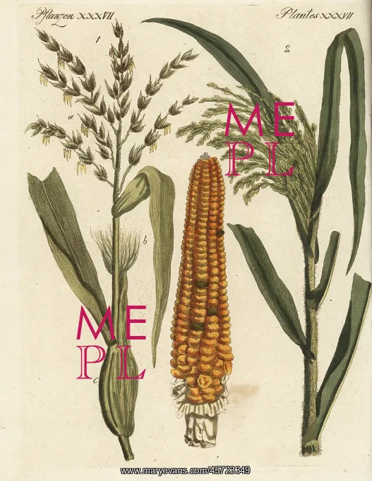 : Corn and millet : Corn and millet
