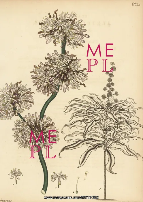 : Corn plant, Dracaena fragrans : Corn plant, Dracaena fragrans