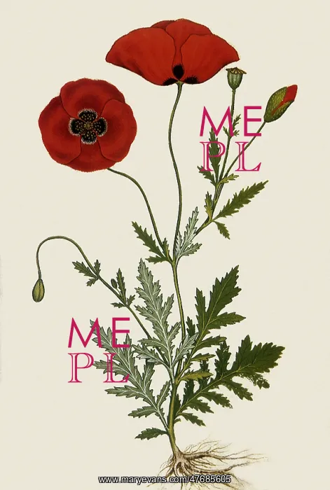  : Corn Poppy