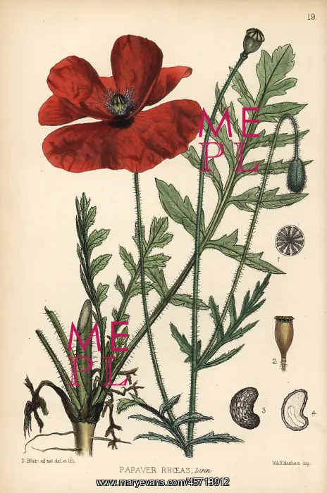 : Corn poppy, Papaver rhoeas : Corn poppy, Papaver rhoeas