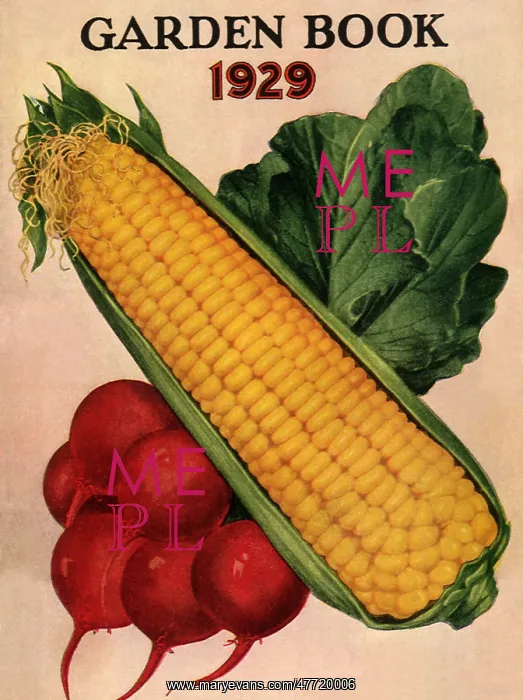  : Corn and Radishes