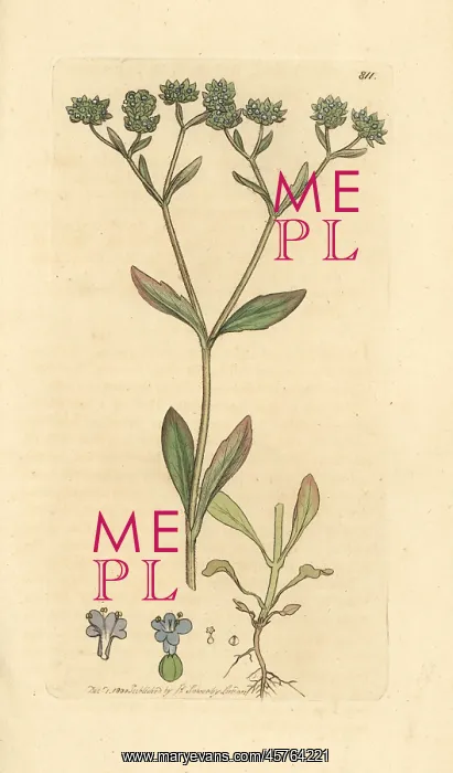 : Corn salad or lamb's lettuce, Valerianella locusta : Corn salad or lamb's lettuce, Valerianella locusta