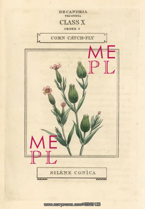 : Corn or sand catchfly, Silene conica : Corn or sand catchfly, Silene conica
