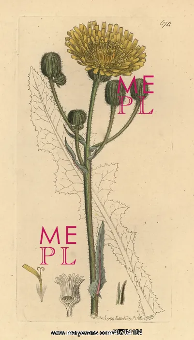 : Corn sow-thistle, Sonchus arvensis : Corn sow-thistle, Sonchus arvensis