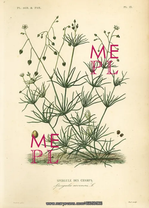 : Corn spurry, Spergula arvensis : Corn spurry, Spergula arvensis