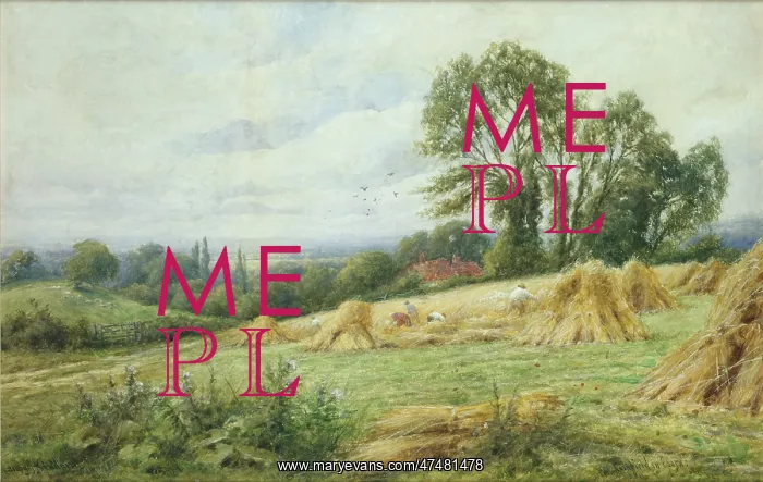 : Corn Stooks ' harvesting scene : Corn Stooks ' harvesting scene