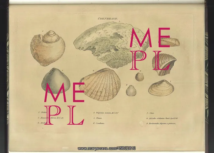 : Cornbrash fossils : Cornbrash fossils