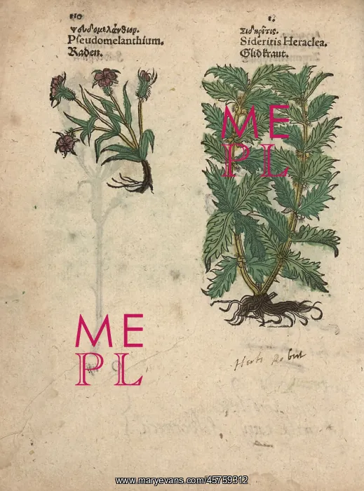: Corncockle, Agrostemma githago, and woundwort : Corncockle, Agrostemma githago, and woundwort
