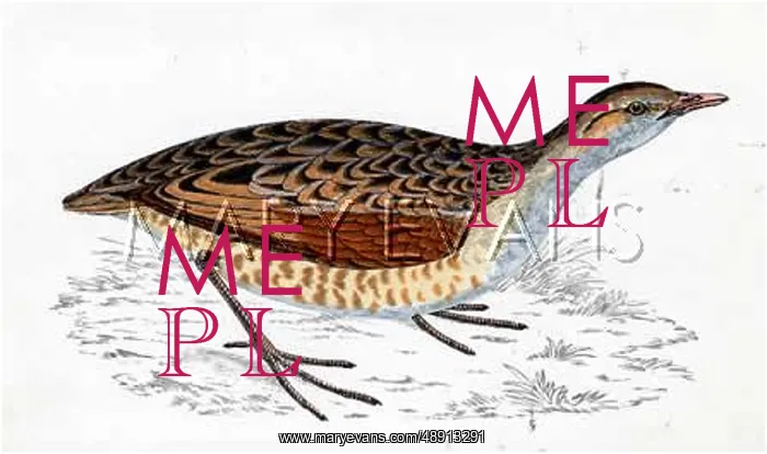 : CORNCRAKE (MORRIS) : CORNCRAKE (MORRIS)