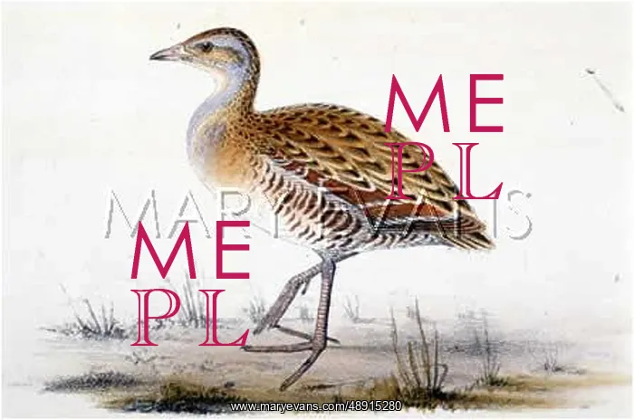 : CORNCRAKE (MORRIS) : CORNCRAKE (MORRIS)