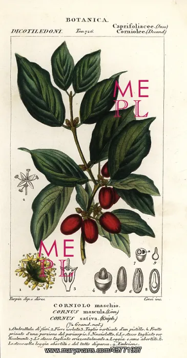 : Cornelian cherry, Cornus mas : Cornelian cherry, Cornus mas