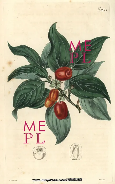 : Cornelian cherry Cornus mascula Austrian cherry : Cornelian cherry Cornus mascula Austrian cherry