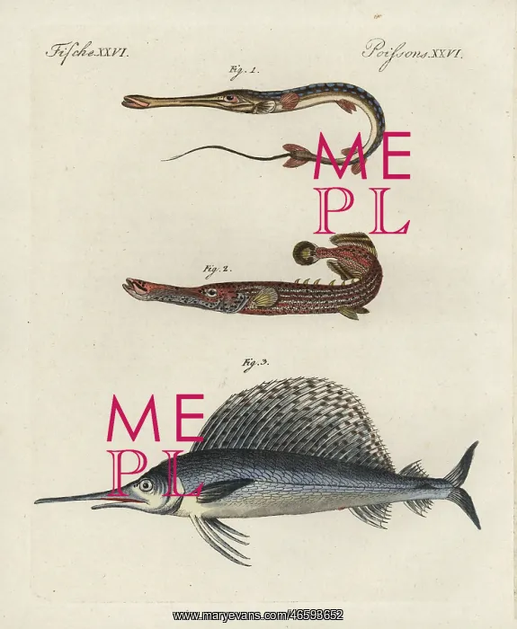 : Cornetfish, Chinese trumpetfish and swordfish : Cornetfish, Chinese trumpetfish and swordfish
