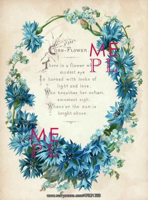 : Cornflower : Cornflower