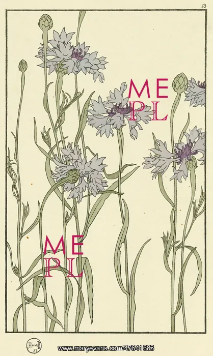 : Cornflower : Cornflower