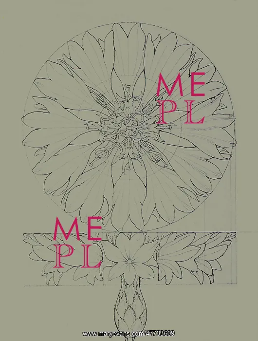  : Cornflower
